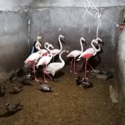 کشف محموله 30 قطعه فلامینگو ، قو فریادکش و انواع مرغابی زنده در شفت