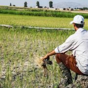 کاهش ۳۰ درصدی بارش باران/ شالیکاران بیمه محصول برنج را جدی بگیرند