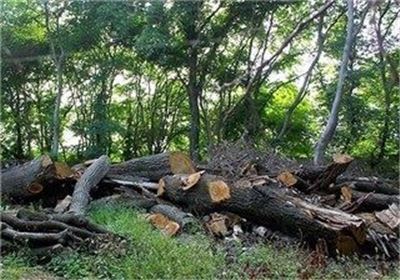 مدیرکل محیط زیست گیلان دستور بررسی خسارت به زیستگاه و تلفات حیات وحش چوبر شفت را صادر کرد