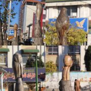 درختان خشکیده لاهیجان پرندگان چوبی می شوند