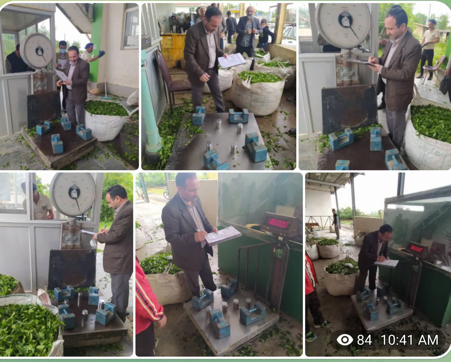 ترازوی های ۱۶۸ کارخانه چای در گیلان و مازندران بازرسی شد