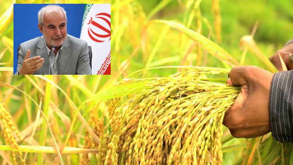 جبار کوچکی نژاد خواستار شد : توجه ویژه دولت وفاق ملی به فروش بی دغدغه برنج