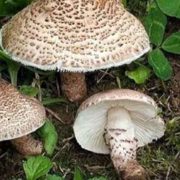 از مصرف قارچهای وحشی و خود رو در طبیعت خودداری کنید