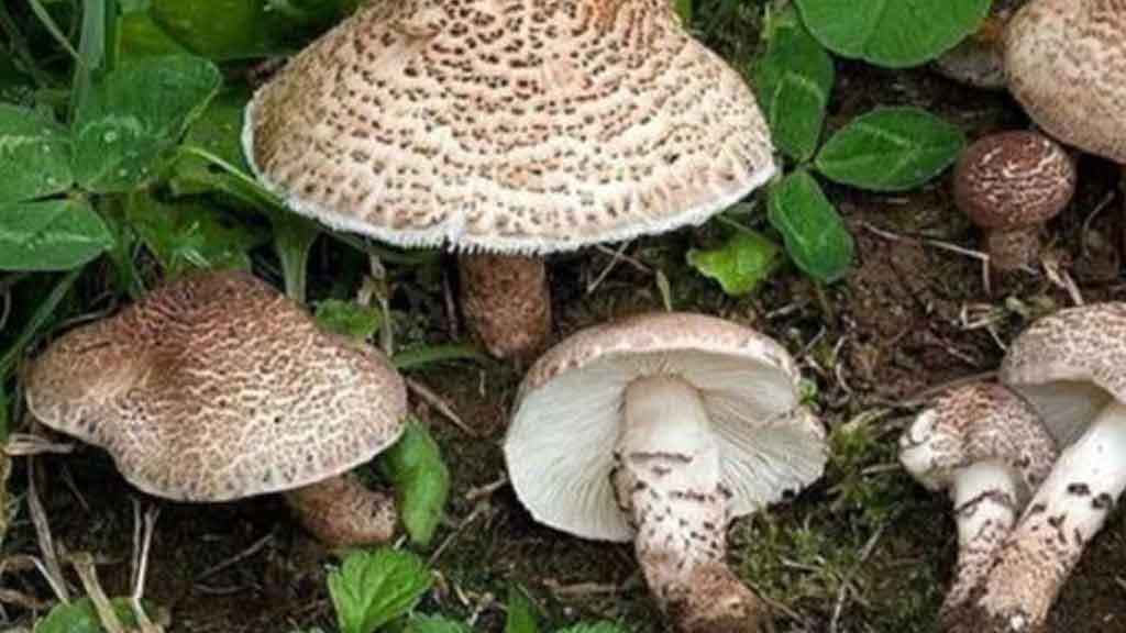 از مصرف قارچ‌های وحشی و خود رو در طبیعت خودداری کنید